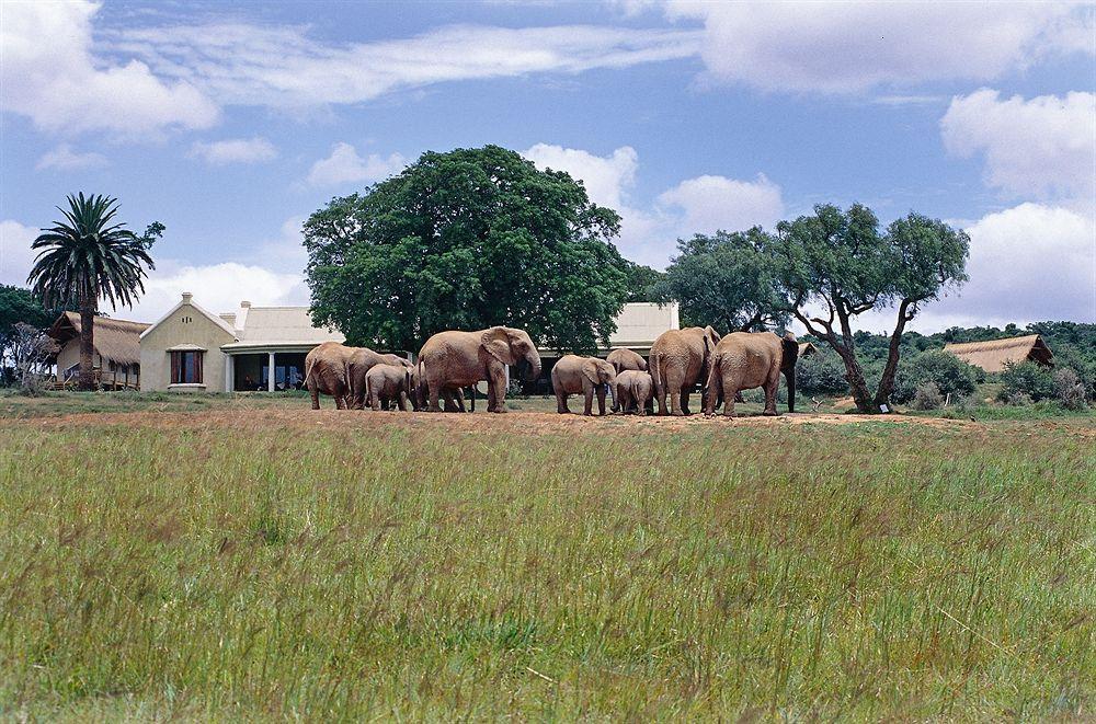 Gorah Elephant Camp Addo Esterno foto