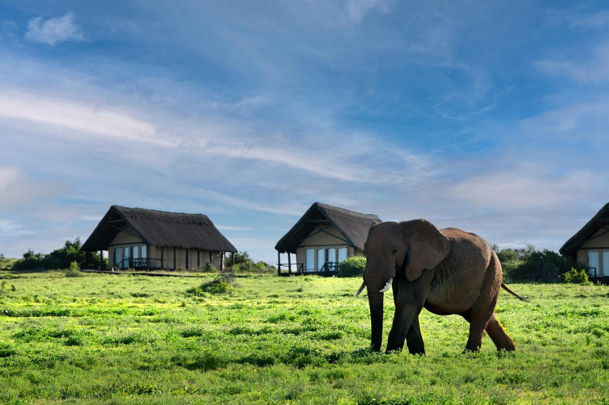Gorah Elephant Camp Addo Esterno foto