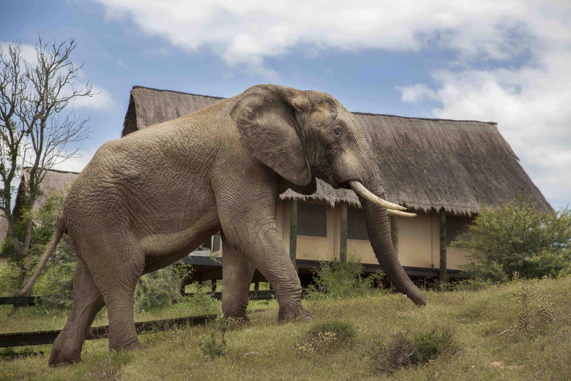 Gorah Elephant Camp Addo Esterno foto