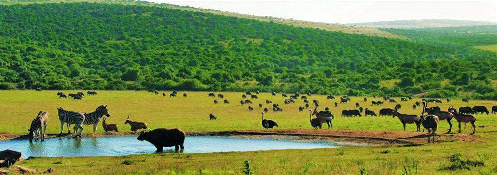 Gorah Elephant Camp Addo Esterno foto
