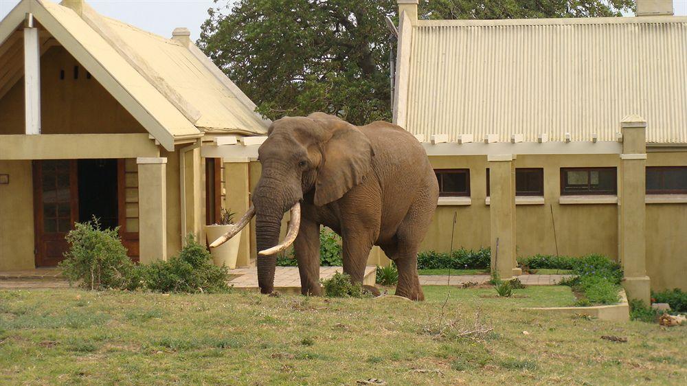 Gorah Elephant Camp Addo Esterno foto