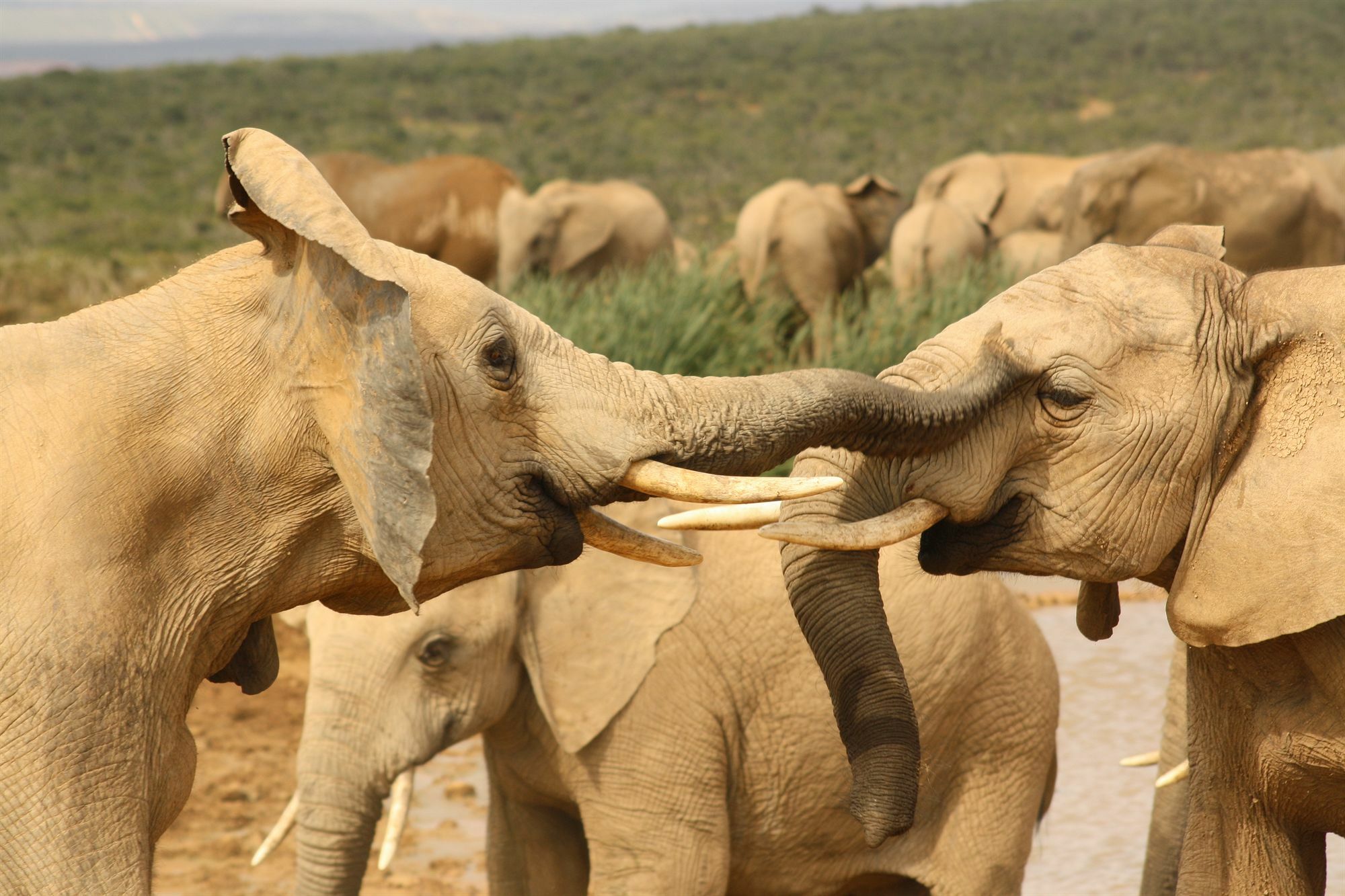 Gorah Elephant Camp Addo Esterno foto
