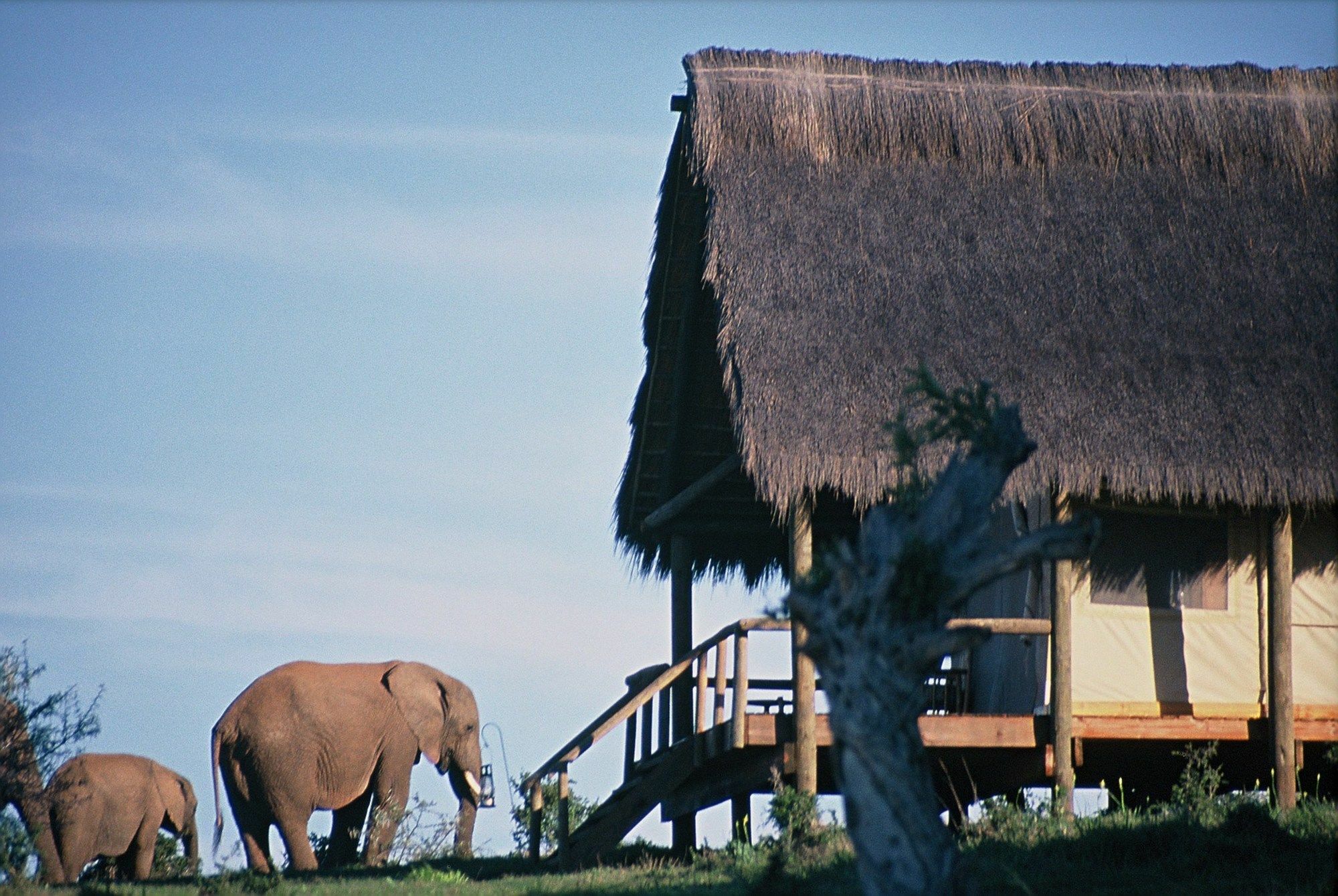 Gorah Elephant Camp Addo Esterno foto