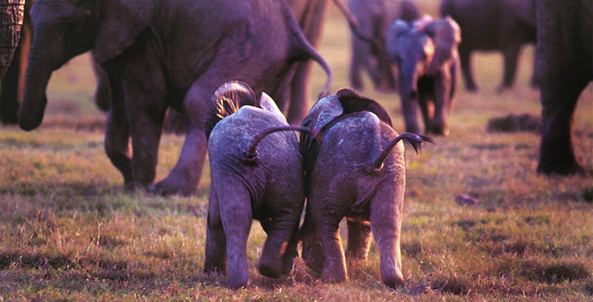 Gorah Elephant Camp Addo Esterno foto